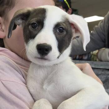 Labrador Retriever and Australian Shepherd Dogs Available for Adoption - Cammie The Lab Mix Puppy | PetCurious