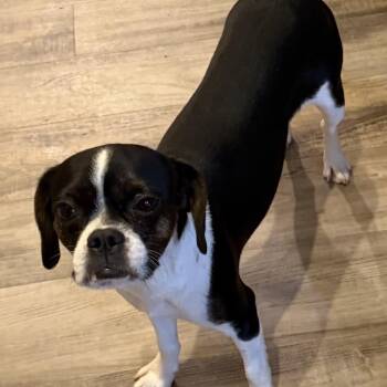 Oreo 3 -  Terrier and Mixed Breed Dog for Adoption in Las Vegas, Nevada - Oreo 3 | PetCurious