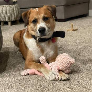 Duke -  Mixed Breed Dog for Adoption in Wadena, Minnesota - Duke | PetCurious