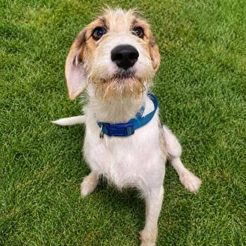 Sparkman -  Wirehaired Terrier and Mixed Breed Dog for Adoption in Brownsboro, Alabama - Sparkman | PetCurious