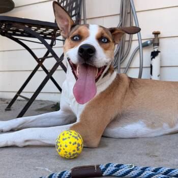Husky and Pit Bull Terrier Dogs Available for Adoption in San Diego, California - Daytona | PetCurious