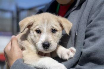 Mixed Breed Dogs Available for Adoption in West Chester, Pennsylvania - Beetle | PetCurious