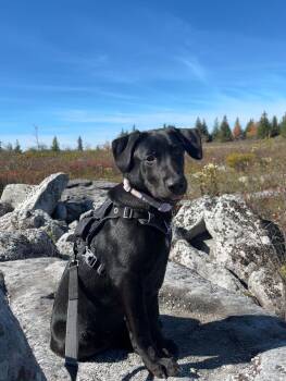 Rescue Black Labrador Retriever and German Shepherd Dog Dogs for Adoption in Amissville, Virginia - Denali | PetCurious