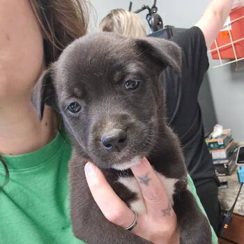 Pozole " Nevaeh" 051907U -  Labrador Retriever and Mixed Breed Dog for Adoption in Tupelo, Mississippi - Pozole " Nevaeh" 051907U | PetCurious