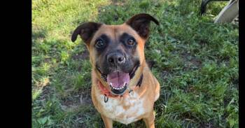 Cami -  Australian Cattle Dog Blue Heeler and Boxer Dog for Adoption in Papillion, Nebraska - Cami | PetCurious