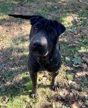 Rescue Shar Pei Dogs for Adoption in Lacon, Illinois - Carmella | PetCurious