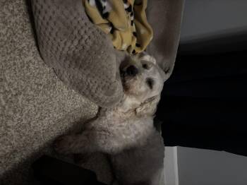 Miniature Poodle and Wheaten Terrier Dogs Available for Adoption in Homer Glen, Illinois - Kewpie 2 | PetCurious