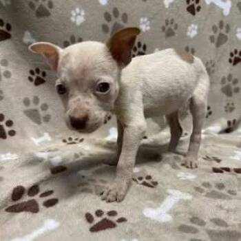 Tulip -  Pit Bull Terrier Dog for Adoption - Tulip | PetCurious