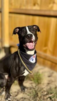 Mixed Breed Dogs Available for Adoption in Muskegon, Michigan - Wally | PetCurious