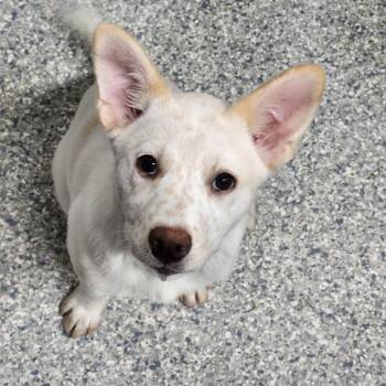 Mellow Yellow -  Cattle Dog and Husky Dog for Adoption - Mellow Yellow | PetCurious