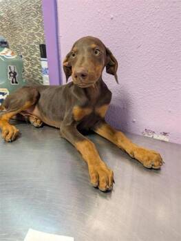 61764039 -  Doberman Pinscher and Mixed Breed Dog for Adoption in El Paso, Texas - 61764039 | PetCurious