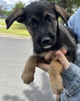 Pico -  German Shepherd Dog Dog for Adoption in Pottsville, Pennsylvania - Pico | PetCurious