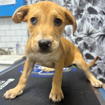 Rescue Coonhound and Mountain Cur Dogs for Adoption in Wahiawa, Hawaii - Rouxe | PetCurious