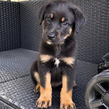 Lottie - Sweet Cuddle Bug, Loves Puppy Kisses, Affectionate & Gr -  Beagle and Terrier Dog for Adoption in Houston, Texas - Lottie - Sweet Cuddle Bug, Loves Puppy Kisses, Affectionate & Gr | PetCurious