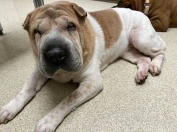 Luna -  Shar Pei Dog for Adoption in Lake Forest, California - Luna | PetCurious