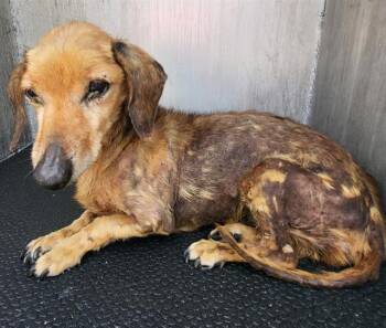 EDWARD -  Dachshund Dog for Adoption in San Antonio, Texas - EDWARD | PetCurious
