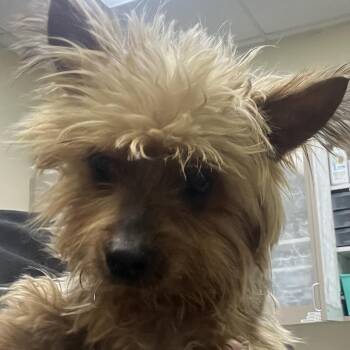 Rex -  Yorkshire Terrier Dog for Adoption in Galveston, Texas - Rex | PetCurious