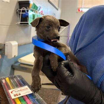 Chihuahua Dogs Available for Adoption in Camarillo, California - ARTICHOKE | PetCurious