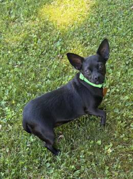 Willow -  Chihuahua Dog for Adoption in Taghkanic, New York - Willow | PetCurious