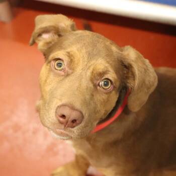 Mixed Breed Dogs Available for Adoption in Port Washington, New York - Scarlet | PetCurious