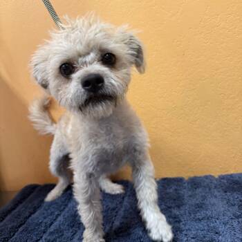 MUNCHKIN -  Terrier and Maltipoo Dog for Adoption in Joshua Tree, California - MUNCHKIN | PetCurious