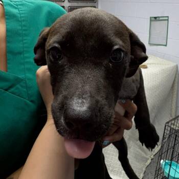 Frauk 28709 -  Mixed Breed Dog for Adoption in Middleburg, Florida - Frauk 28709 | PetCurious