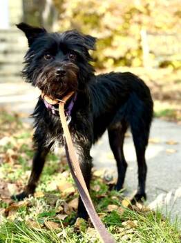 Rescue Schnauzer and Mixed Breed Dogs for Adoption in Morton Grove, Illinois - Spot | PetCurious