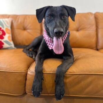 Labrador Retriever and German Shepherd Dog Dogs Available for Adoption - Lady Loves Belly Rubs | PetCurious