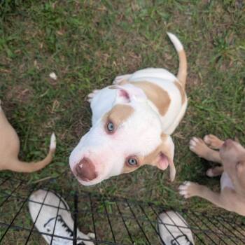 Sav baby 3 -  German Shepherd Dog and Mixed Breed Dog Available for Adoption in West Plains, Missouri - Sav Baby 3 | PetCurious