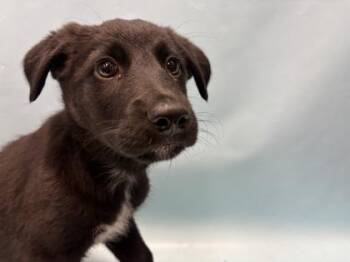 Chelone -  Labrador Retriever and Mixed Breed Dog for Adoption in Woodbury, Minnesota - Chelone | PetCurious