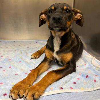 Pauline -  Shepherd and Mixed Breed Dog for Adoption in Corpus Christi, Texas - Pauline | PetCurious