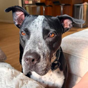 Dunkin -  Black Labrador Retriever and German Shorthaired Pointer Dog for Adoption in Columbia, Maryland - Dunkin | PetCurious