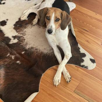 Opal -  American Foxhound Dog for Adoption in Blanch, North Carolina - Opal | PetCurious