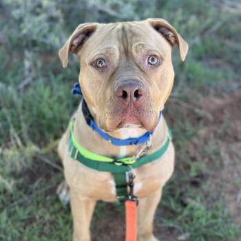 Pit Bull Terrier and Mixed Breed Dogs Available for Adoption in Kanab, Utah - Heezy | PetCurious