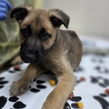 Shepherd Dogs Available for Adoption in Incline Village, Nevada - Sparx | PetCurious