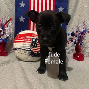 Jude -  German Shepherd Dog and Pit Bull Terrier Dog for Adoption in Olathe, Kansas - Jude | PetCurious