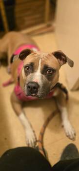 Rescue Pit Bull Terrier Dogs for Adoption in Cool, California - Lucy | PetCurious