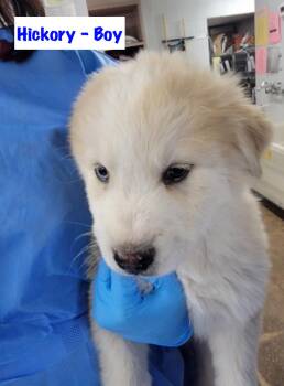 Siberian Husky and Great Pyrenees Dogs Available for Adoption - Hickory  | PetCurious