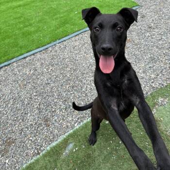 Elk -  Cattle Dog and Mixed Breed Dog for Adoption in Tacoma, Washington - Elk | PetCurious