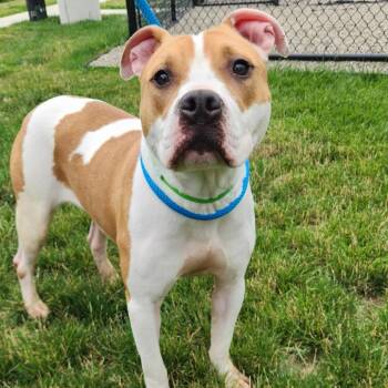 Conway -  Pit Bull Terrier Dog for Adoption in Fort Wayne, Indiana - Conway | PetCurious