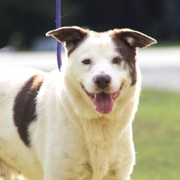 Dave -  Cattle Dog Dog for Adoption in Columbia, South Carolina - Dave | PetCurious