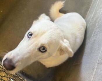 Winston -  Husky and Mixed Breed Dog for Adoption in Bowling Green, Kentucky - Winston | PetCurious