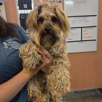 Figgy -  Yorkshire Terrier and Schnauzer Dog for Adoption in Glenwood Springs, Colorado - Figgy | PetCurious