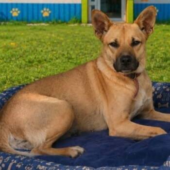 Sophia -  Mixed Breed Dog for Adoption in Englewood, Florida - Sophia | PetCurious