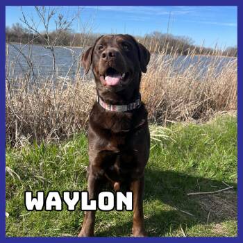 Waylon -  Chocolate Labrador Retriever Dog for Adoption in Glenwood, Minnesota - Waylon | PetCurious