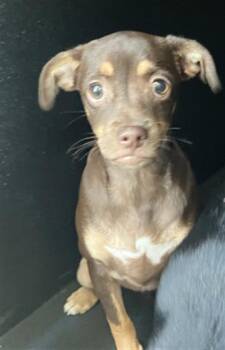 Chihuahua and Mixed Breed Dogs Available for Adoption in Long Beach, California - TWIXY | PetCurious