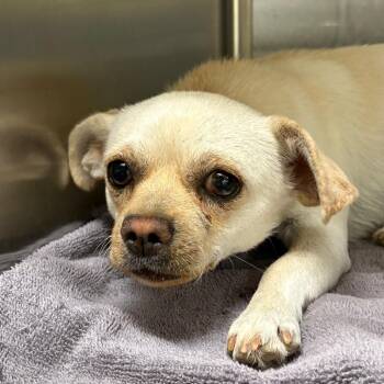 Chihuahua Dogs Available for Adoption in Yuma, Arizona - Elena | PetCurious