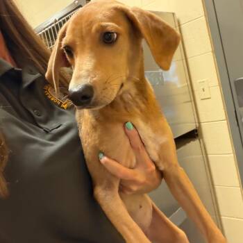Cherry -  Coonhound Dog for Adoption in Norman, Oklahoma - Cherry | PetCurious