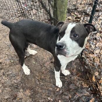 American Bulldog and Mixed Breed Dogs Available for Adoption in Lucedale, Mississippi - WHISTLE | PetCurious