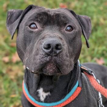 Pit Bull Terrier Dogs Available for Adoption in Rootstown, Ohio - Pound Dog-Coal #179858-Courtesy Listing | PetCurious